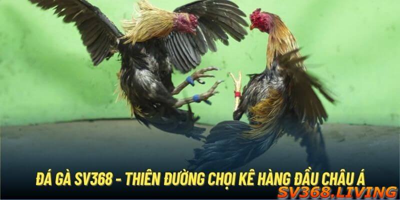 gioi-thieu-ve-thien-duong-da-ga-sv368